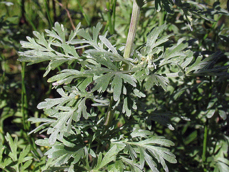 Artemisia absinthium L. / Assenzio vero